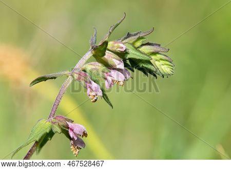 Red Bartsia (odonites Vernus) Flower
