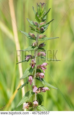 Macro Shot Of A Red Bartsia (odonites Vernus) Plant In Bloom
