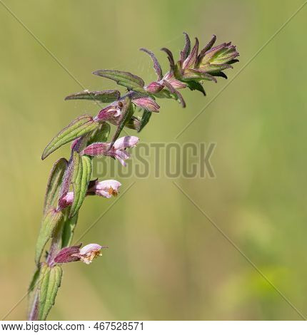 Macro Shot Of A Red Bartsia (odonites Vernus) Plant In Bloom