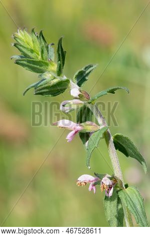 Macro Shot Of A Red Bartsia (odonites Vernus) Plant In Bloom