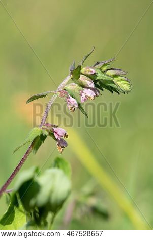 Red Bartsia (odonites Vernus) Flower