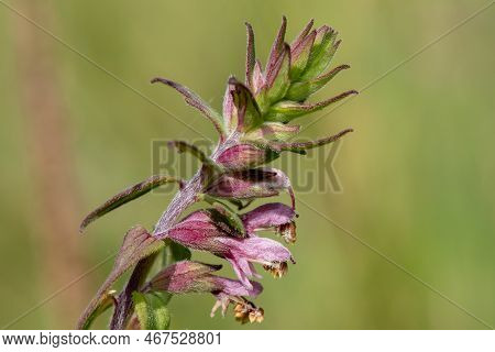 Macro Shot Of A Red Bartsia (odonites Vernus) Plant In Bloom