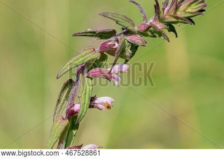 Red Bartsia (odonites Vernus) Flower