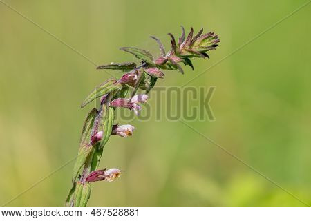 Red Bartsia (odonites Vernus) Flower