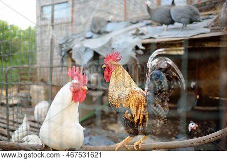 Chickens And Roosters Are Walking In The Farm Coop. Floor Cage Free Chickens Is Trend Of Modern Poul