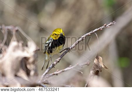 Black-throated Green Warbler Searches For Insects In The Dead Leaves Of The Tree Canopy.