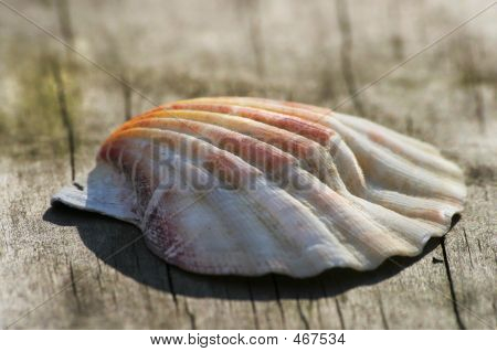 Gebrekkige Shell