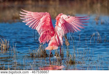 Roseate Spoonnbill At Merritt Island National Wildlife Refuge