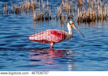 Roseate Spoonnbill At Merritt Island National Wildlife Refuge
