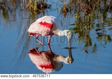 Roseate Spoonnbill At Merritt Island National Wildlife Refuge