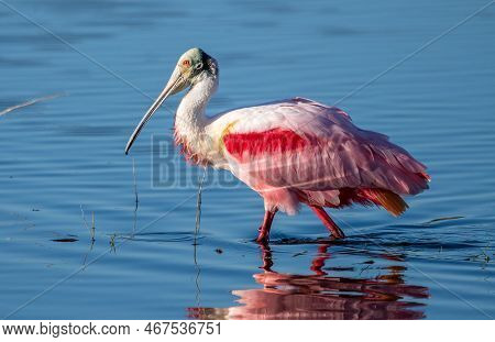Roseate Spoonnbill At Merritt Island National Wildlife Refuge