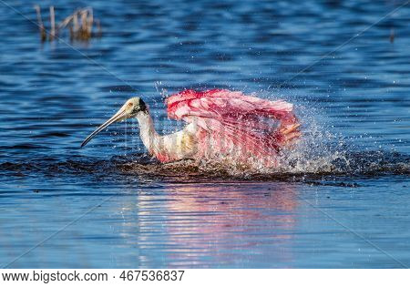 Roseate Spoonnbill At Merritt Island National Wildlife Refuge