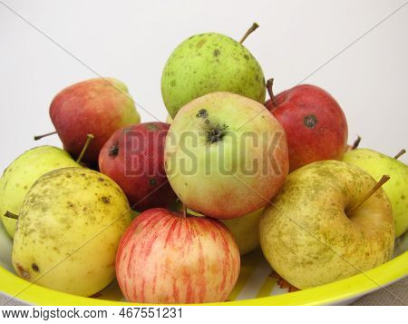 Weather Apples, Weather Damaged Apples With Hail Damage Or Sunburn From Garden And Meadow Orchard