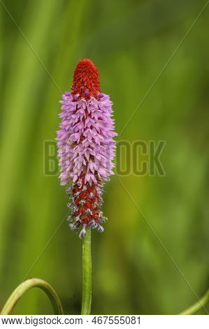 Vertical Closeup On A Colorful Red And Pink Chinese Orchid Pagoda Primrose, Primula Vialii Flower Ag