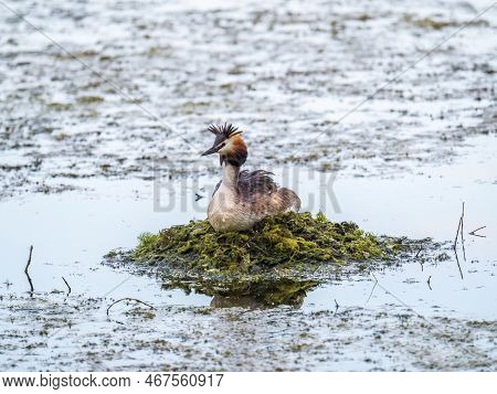 Great Crested Grebe, Podiceps Cristatus, Water Bird Sitting On The Nest, Nesting Time On The Green L