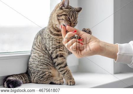 Tabby Cat Beautiful Adorable Kitty On Window Sill Playing Smells Scratch Tower Tree Sitting With Bac