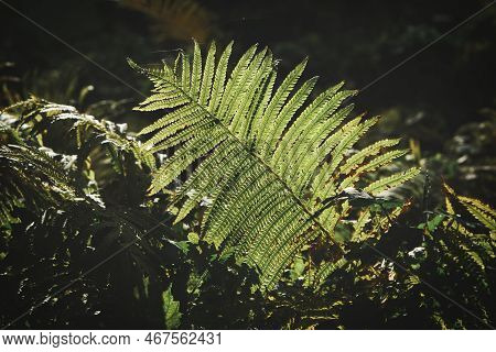 Yellow Green Fern Leaf At Autumn Time With Autumn Light. Fern Leaf In Foreground. Light Shines On Th