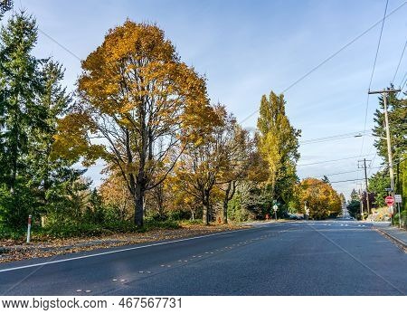Autumn Trees Line A Streeet In Seatac, Washington.