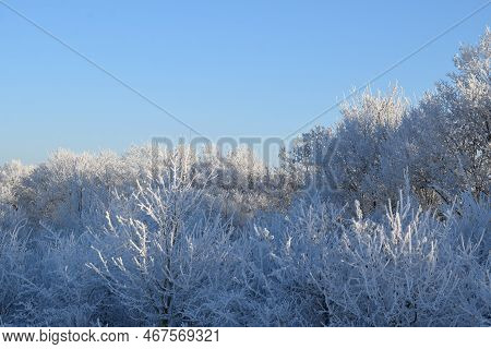 Icy Forest In The Bright Sunlight Of A Very Cold Day