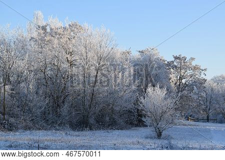 Single Tree In Front Of The Icy Forest