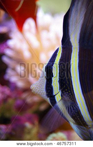 Sailfin Tang