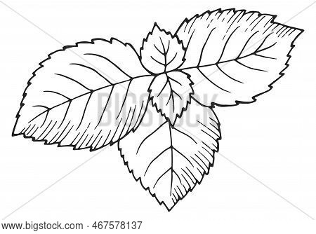 Peppermint Leaves. Hand Drawn Herb. Botanical Illustration