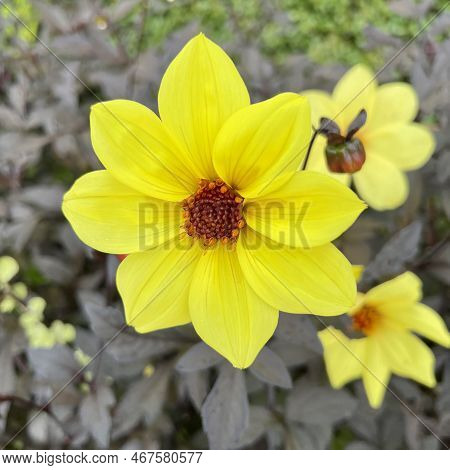 Beautiful Beggartick Flowers Blooming In The Park In Oslo, Norway