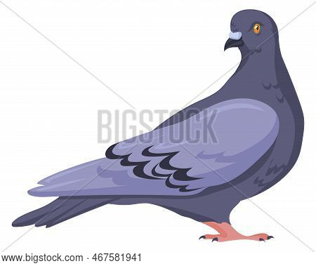 Pigeon Character. City Bird. Wild Park Animal Isolated On White Background