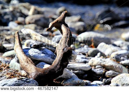 A Beautiful Piece Of Wood By A River