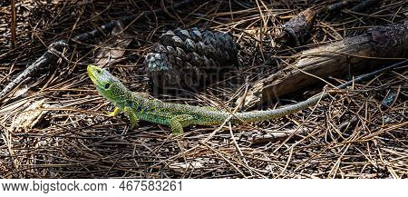 Ocellated Lizard, Timon Lepidus In The Archipelago Of The Cies Islands, Galicia, Spain In Europe