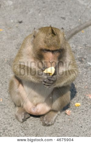 Chlorocebus sabaeus mangia sulla strada.
