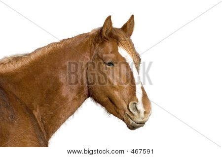 Horse Isolated