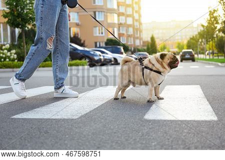 Woman Walking With Her Cute Pug On Pedestrian Crossing, Closeup