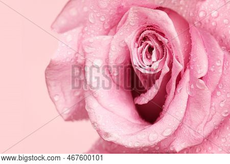 Erotic Metaphor. Rose Bud With Petals And Water Drops Resembling Vulva. Beautiful Flower On Beige Ba