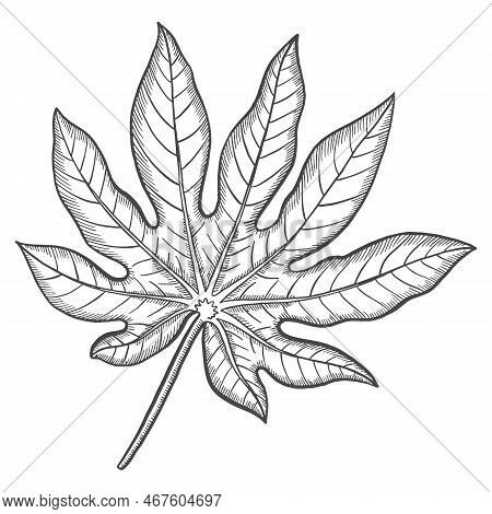 Aralia Tropical Leaf Plant Isolated Doodle Hand Drawn Sketch With Outline Style Vector Illustration