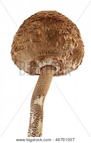 Şemsiye mantar Macrolepiota procera