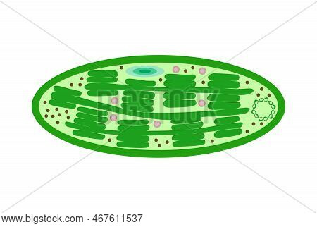 Biological Process Photosynthesis Composition With Light Energy Conversion Calvin Cycle Plants Cellu