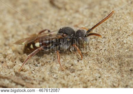 Natural Macro Shot Of Male Bear-clawed Nomada Cleptopparasite Bee, Nomada Alboguttata, On Sand