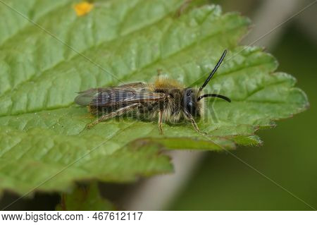 Detailed Closeup On A Male Orange-tailed Mining Solitary Bee, Andrena Haemorrhoa, Sitting On A Green