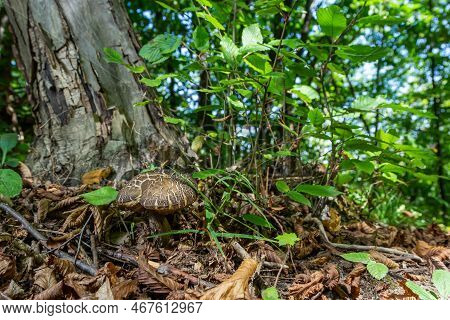 Leccinellum Pseudoscabrum Mushrooms In The Summer. Mushrooms Growing In The Forest