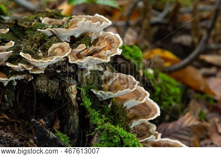 Gloeophyllum Sepiarium Mushroom On The Tree Into The Forest. Rusty Gilled Polypore