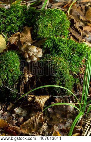 Amicable Family Of Mushrooms With Thin Legs Clustered Bonnet On A Green Background Mushroom-mycena I