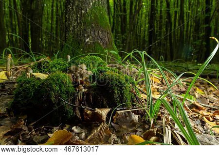 Clustered Bonnet Mycena Inclinata Growing On A Mossy Stump
