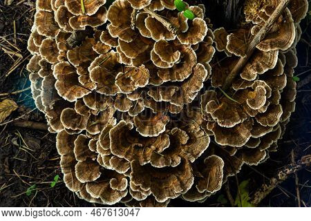 Anise Mazegill, A Brown Rot Fungus, Gloeophyllum Odoratum