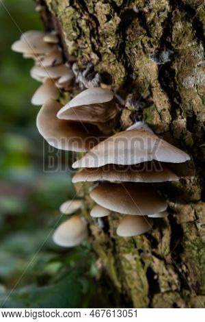 The Pale Oyster Pleurotus Pulmonarius Is An Edible Mushroom , Stacked Macro Photo