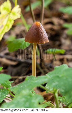 A Vertical Closeup Of A Small Brown Mushroom Conocybe Siliginea