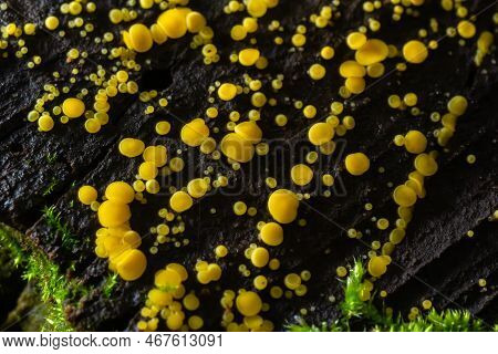 Very Small Fungus Yellow Fairy Cups Or Lemon Discos, Bisporella Citrina, On Old Wet Wood Macro Textu