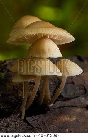 Magic Mushrooms Growing On Moss. Most Probably Mycena Galericulata