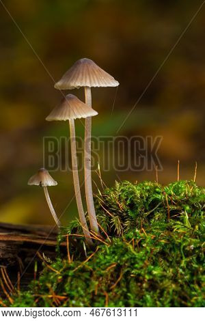 Mushroom Mycena Galopus Grows On Green Moss In The Forest
