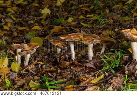 Poison Pie Mushroom Hebeloma Crustuliniforme Growing Through The Autumnal Leaves